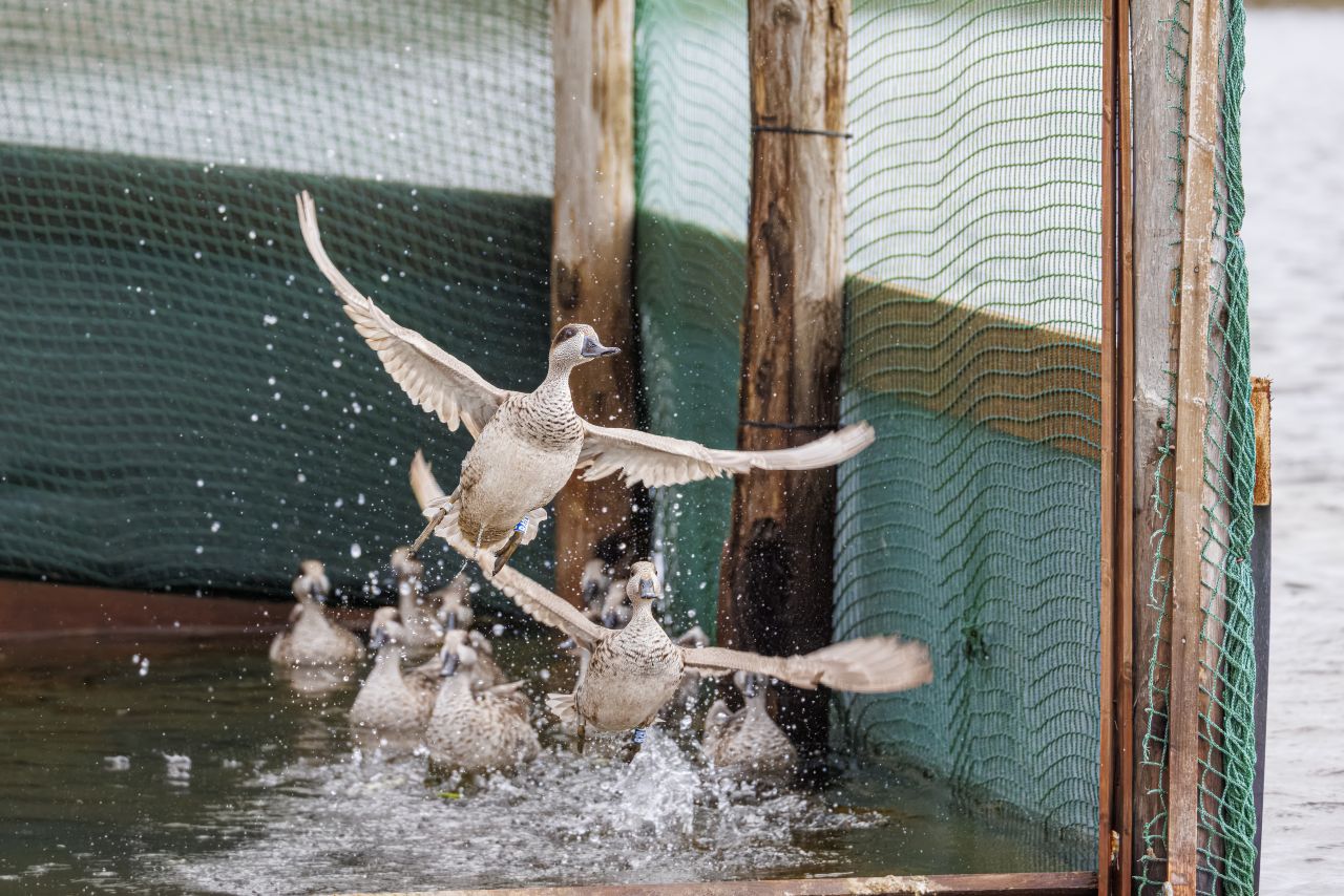 A challenging rescue mission that will significantly reinforce the small remaining popu - Bild 3